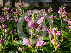 The Turtlehead, pink or Lyon\'s turtlehead (Chelone lyonii) flowering with hooded, pink flowers