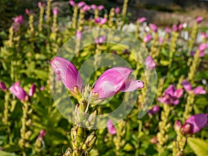 The Turtlehead, pink or Lyon\'s turtlehead (Chelone lyonii) flowering with hooded, snapdragon-like, pink flowers