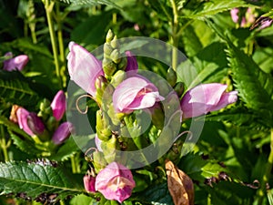 The Turtlehead, pink or Lyon\'s turtlehead (Chelone lyonii) flowering with snapdragon-like, pink flowers