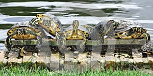 Turtles