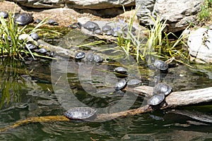 Turtles