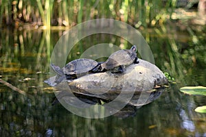 Turtles