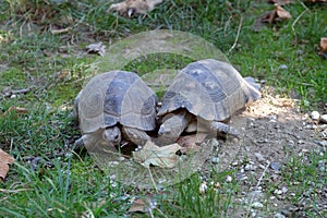 Turtles