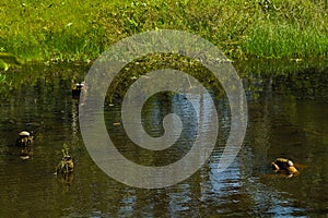 Turtles in amazon rainforest, Yasuni National Park