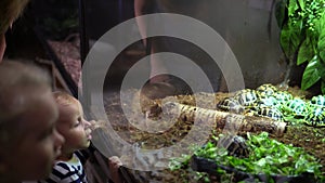 Turtles in aquarium and zoo visitors mother with two children. Gimbal motion