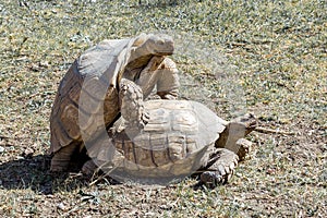 Turtles sex