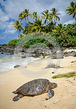 Turtles basking in the sun on oahu