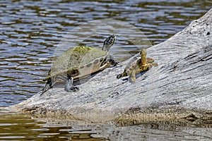 Turtles Basking in the Sun - Sanibel Island, Florida
