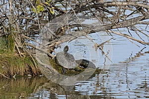 Turtles basking in sunlight