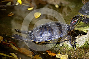 Turtles basks on rocks