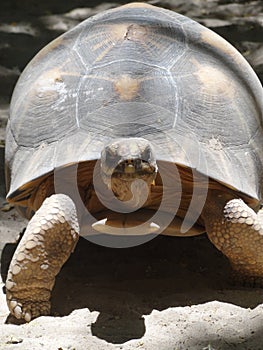 Turtles on the Beach in Madagascar
