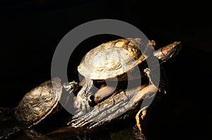 Turtles with black background