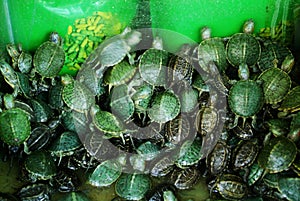 Turtles in a box photo