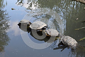 Turtles on a branch / Tortues sur une branche photo