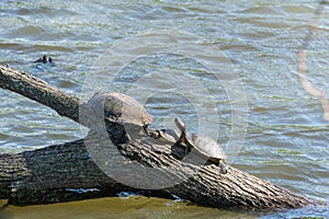 Turtles on the branch of tree in the pond