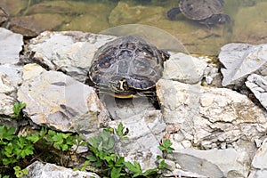 Želva v jezeře. Slovensko