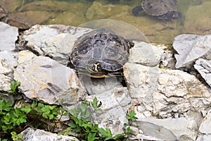 Turtle in the lake. Slovakia