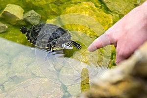 Turtle in the lake. Slovakia