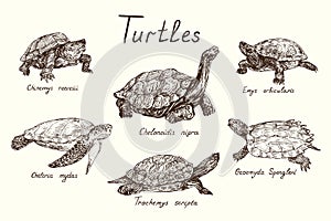 Turtles collection, Chinemys reevesii, Emys Orbicularis, Chelonoidis-nigra, Chelonia mydas, Geoemyda spengleri, Trachemys scripta