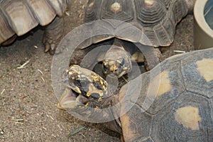 Turtles communing