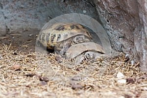 Turtles creep in the hay