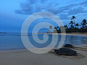 Turtles during Dawn at Poipu Beach on Kauai Island in Hawaii.