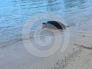 Turtles during Dawn at Poipu Beach on Kauai Island in Hawaii.