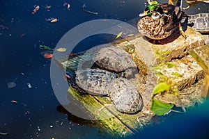 Turtles and a duck on a stone in a pond on a clear sunny day