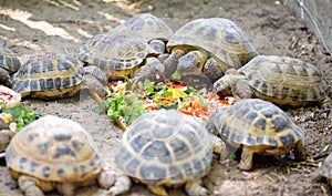 Turtles eat vegetables and plant leaves