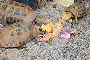 Turtles eating flower photo