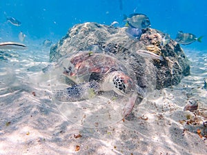 Turtles eating and swimming Curacao Views