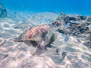 Turtles eating and swimming Curacao Views