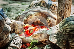 Turtles eating a vegetables in `safari-park` Zoo