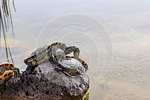 Turtles emerging on the rock in water.