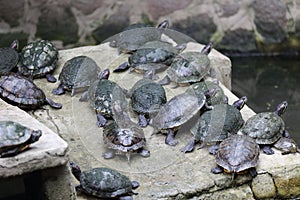 Turtles in Emperor Jade Pagoda, Ho Chi Minh City, Vietnam