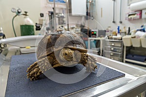 Turtles are Exotic Pets. Sulcata Tortoise or African on a table of herpetologist veterinarian