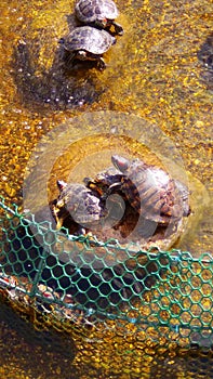 Turtles family sitting on the stones surrounded by water under the sunshine.