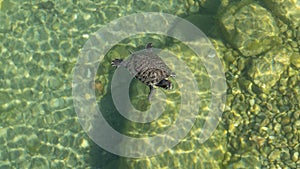 Turtles floating in the water.