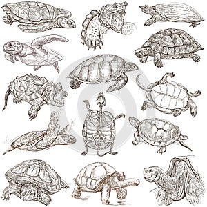 Turtles - Freehands, full sized hand drawings photo