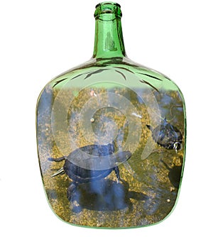 Turtles in a glass demijohn