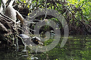 Turtles in Gran Cenote, Yucatan