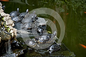 Turtles