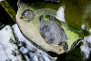 Turtles