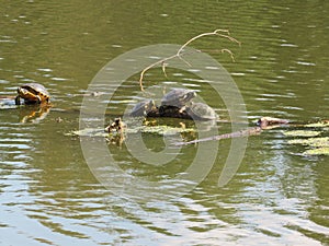 Turtles Hanging out on a Log