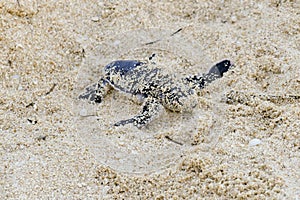 Turtles hatching at Nosy Iranja, Madagascar