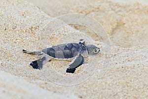 Turtles hatching at Nosy Iranja, Madagascar