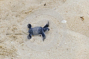 Turtles hatching at Nosy Iranja, Madagascar