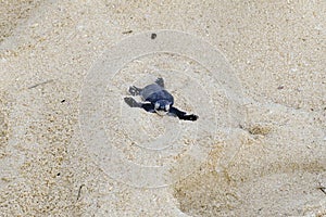 Turtles hatching at Nosy Iranja, Madagascar