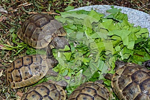 Turtles hatchlings while eating green plants