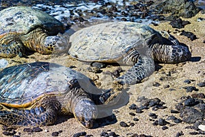 Turtles on Hawaiian beach